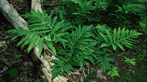 sensitive fern