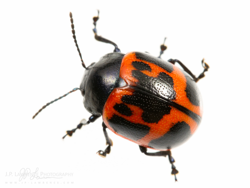 Swamp Milkweed Leaf Beetle