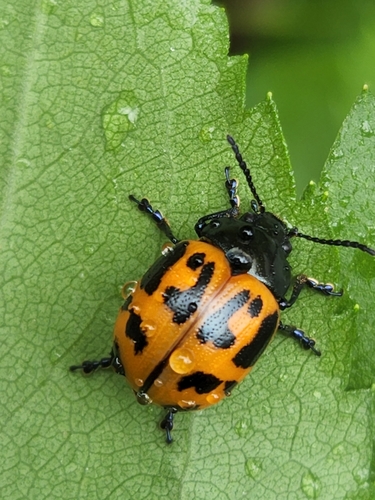 Swamp Milkweed Leaf Beetle