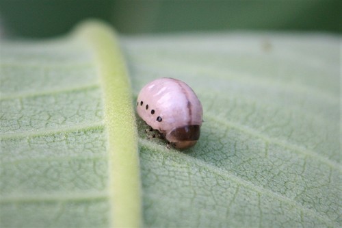 Swamp Milkweed Leaf Beetle