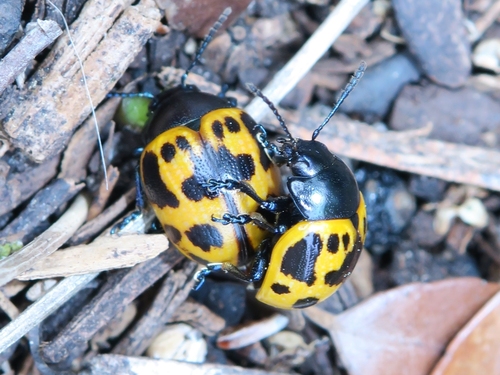 Swamp Milkweed Leaf Beetle