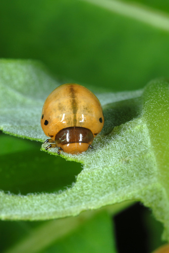 Swamp Milkweed Leaf Beetle