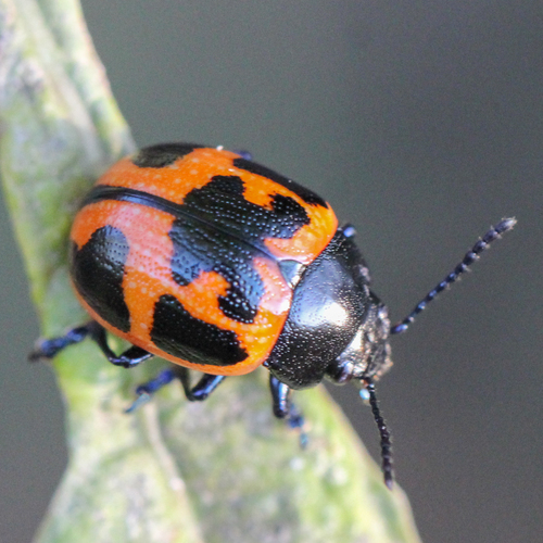 Swamp Milkweed Leaf Beetle