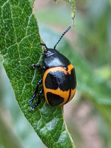 Swamp Milkweed Leaf Beetle