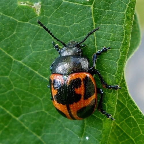 Swamp Milkweed Leaf Beetle