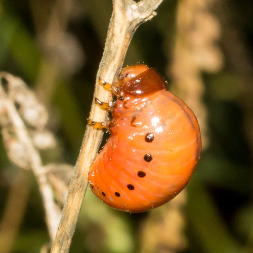 Swamp Milkweed Leaf Beetle
