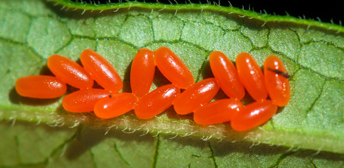 Swamp Milkweed Leaf Beetle