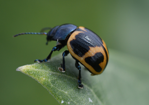 Swamp Milkweed Leaf Beetle