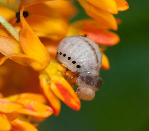Swamp Milkweed Leaf Beetle