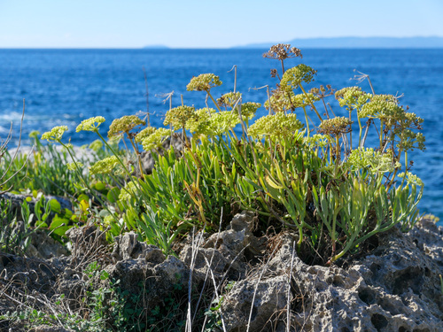 rock samphire