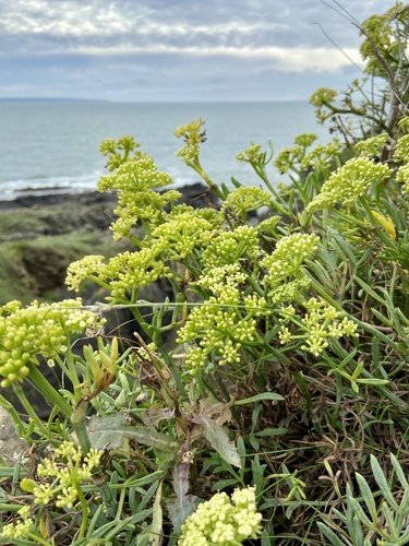 rock samphire