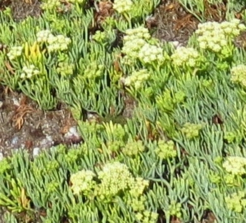 rock samphire