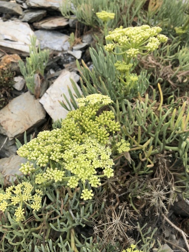 rock samphire