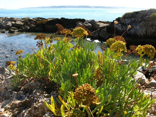 rock samphire