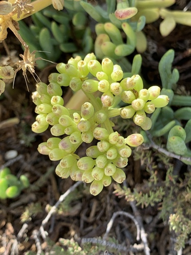 rock samphire