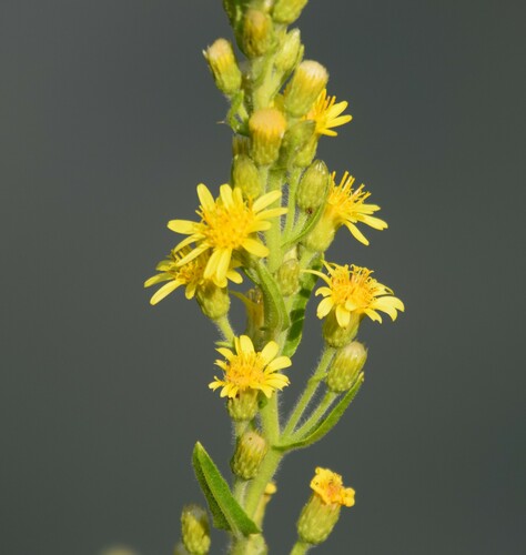 false yellowhead