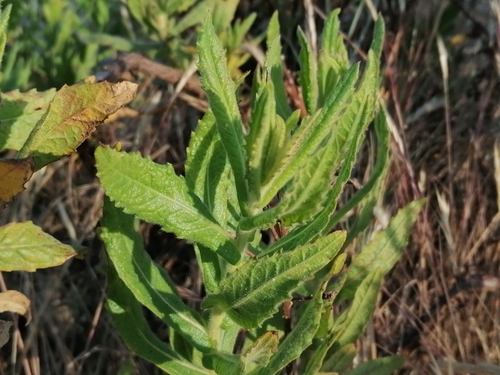 false yellowhead