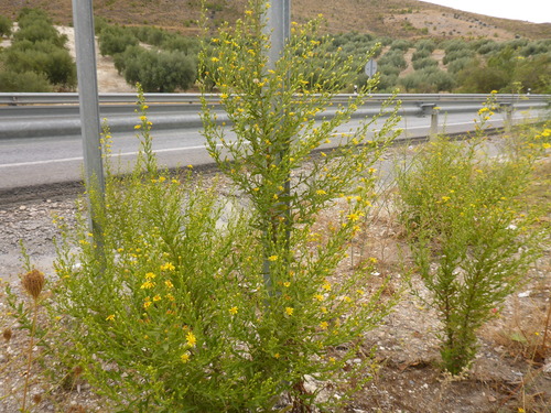 false yellowhead