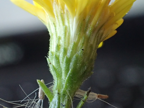 false yellowhead