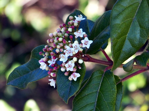 Laurustinus viburnum