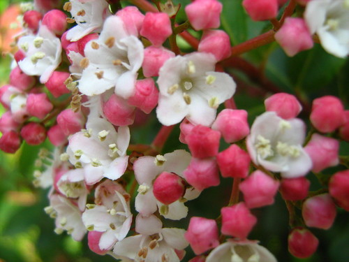 Laurustinus viburnum