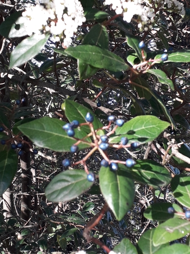 Laurustinus viburnum