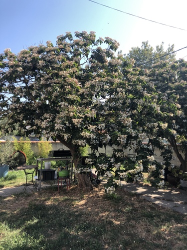 Laurustinus viburnum