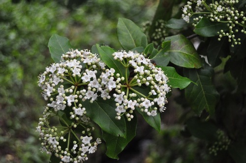 Laurustinus viburnum
