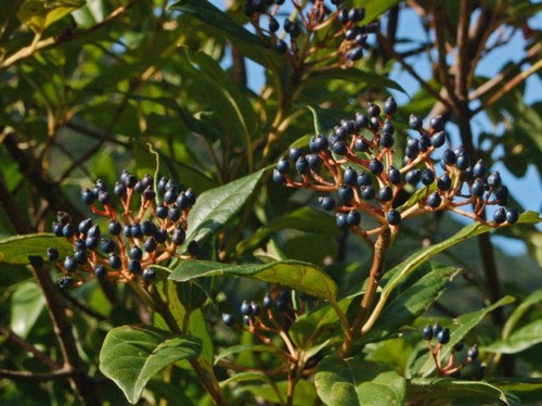 Laurustinus viburnum