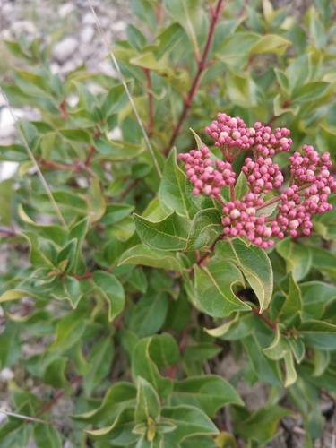 Laurustinus viburnum