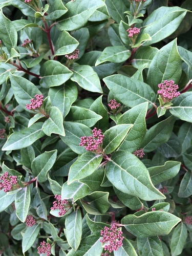 Laurustinus viburnum