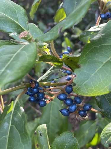 Laurustinus viburnum