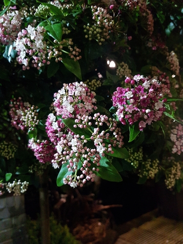 Laurustinus viburnum