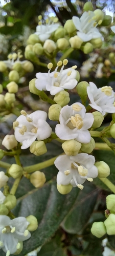 Laurustinus viburnum