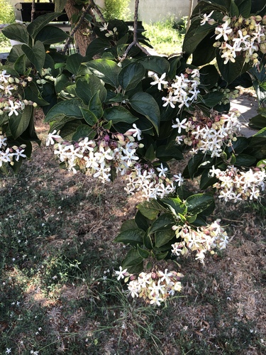Laurustinus viburnum