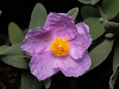 Grey-leaved Cistus
