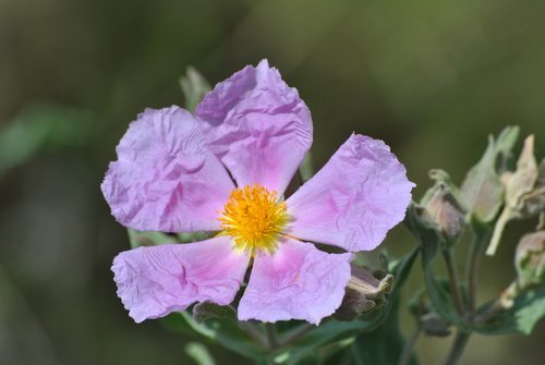 Grey-leaved Cistus