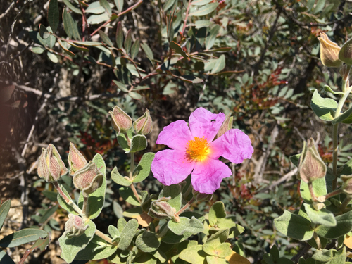 Grey-leaved Cistus