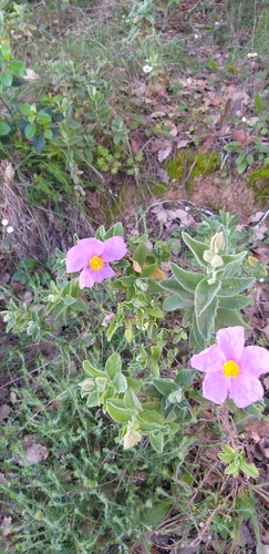 Grey-leaved Cistus