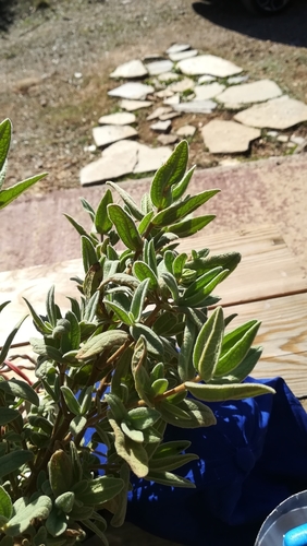 Grey-leaved Cistus