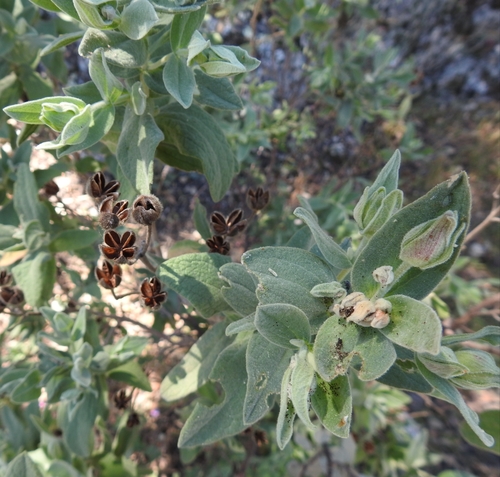 Grey-leaved Cistus