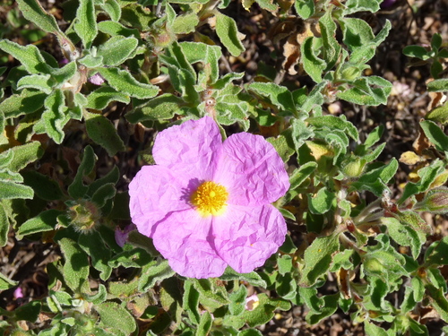 Grey-leaved Cistus