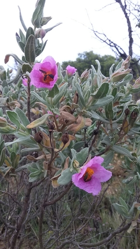 Grey-leaved Cistus