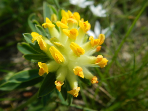 Common Kidney-Vetch