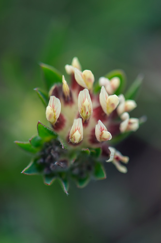 Common Kidney-Vetch