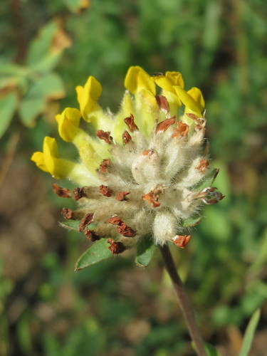 Common Kidney-Vetch
