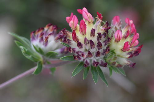 Common Kidney-Vetch