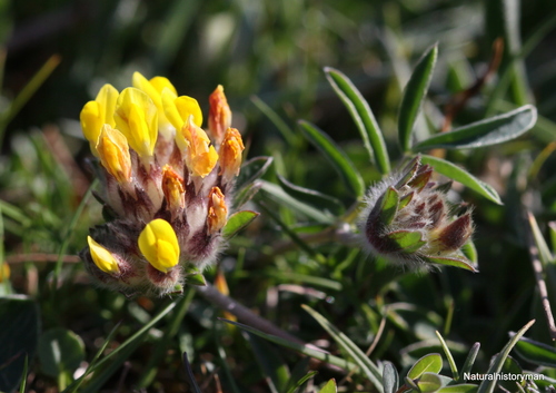 Common Kidney-Vetch