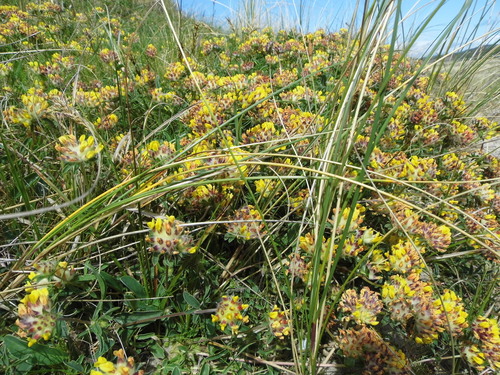 Common Kidney-Vetch