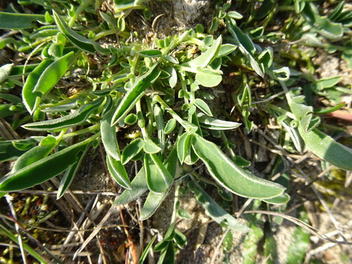 Common Kidney-Vetch
